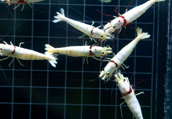 pure-RED-line-caridina.png