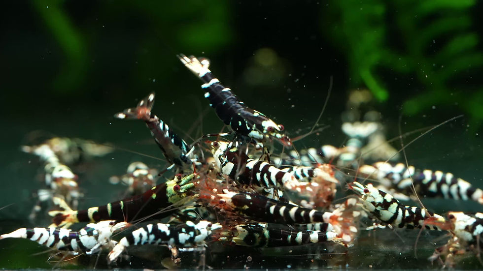 Red fancy tigers caridina shrimp feeding