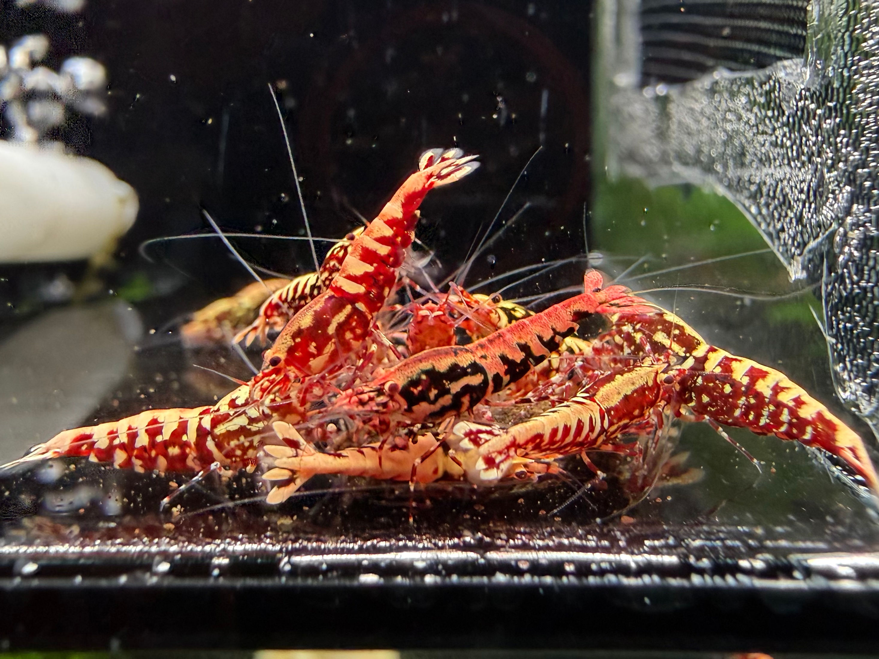 x15 Red Stardust - KW Shrimps (BOX SALE)