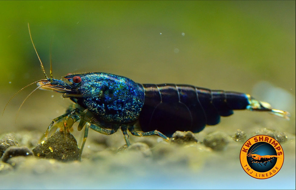 Thumbnail: Caridina shrimp 'Ocean Blue'