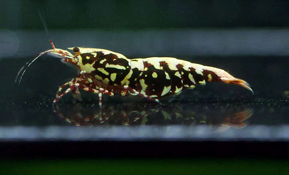 Red-Star-Dust-Caridina-shrimp.png