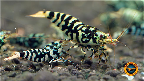 caridina-shrimp-Galaxy-Tiger-1.jpg