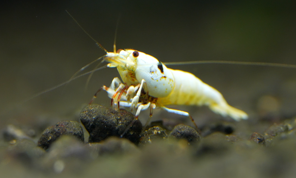 pure-black-line-caridina.png