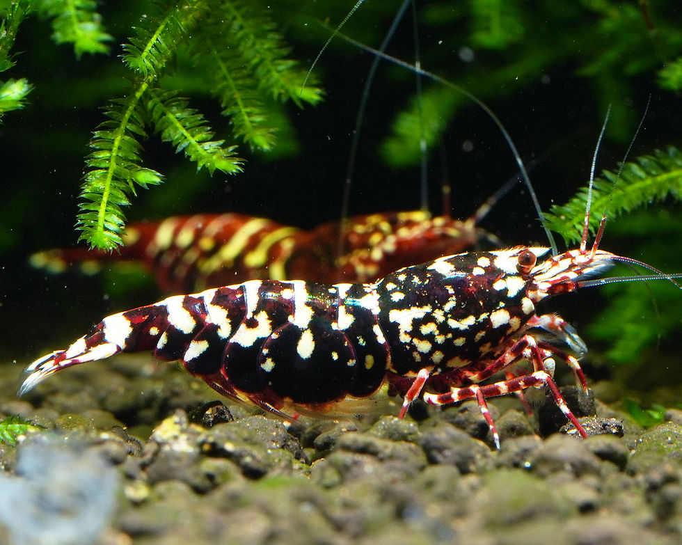 Thumbnail: Red Snowfall Shrimp