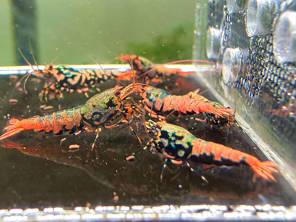 Thumbnail: x12 Orange Base Blue Boa <BOX SALE!> (KW Shrimps)