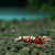 Red Snowfall Caridina shrimp from HWA Genetics with red spots and tiger-like pattern