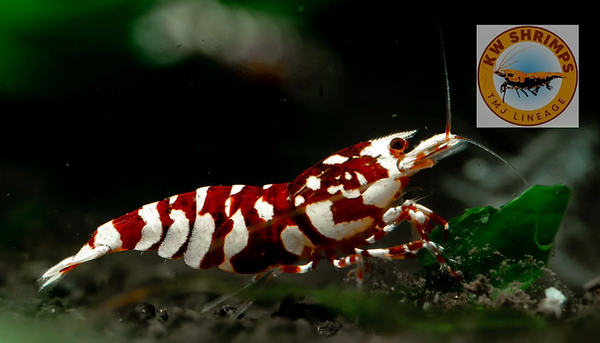 Red-Fancy-tiger-shrimp.png
