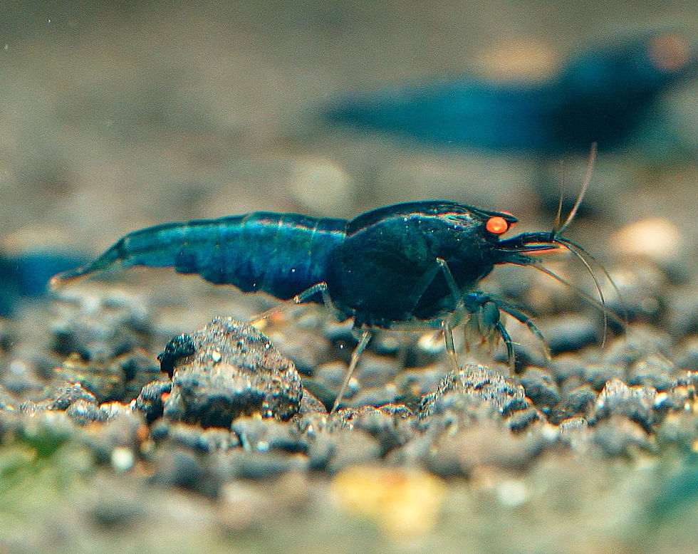 Blue Devil Orange Eyes