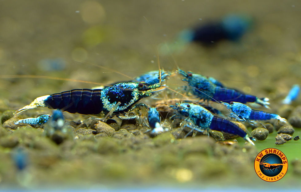 Thumbnail: Caridina shrimp Ocean blue