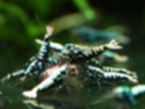 Caridina Galaxy Fishbone Shrimp from KW Shrimps Boa and Wicked Stardust line