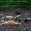 Thumbnail: x12 Skittles Caridina Shrimp Male Mix (Low Grade)