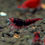 Thumbnail: Red devil OE Caridina Shrimp