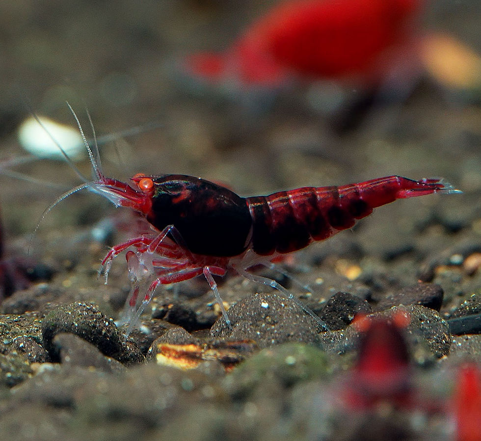 Thumbnail: Red devil OE Caridina Shrimp