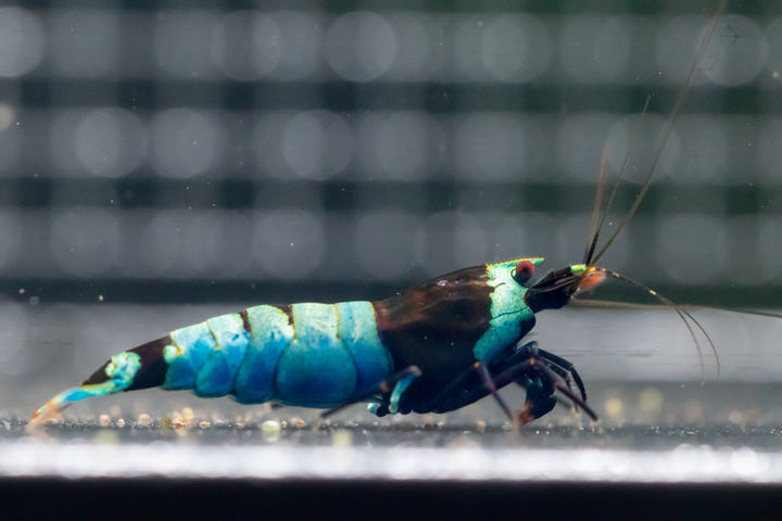 Black-king-kong-shrimp.jpg