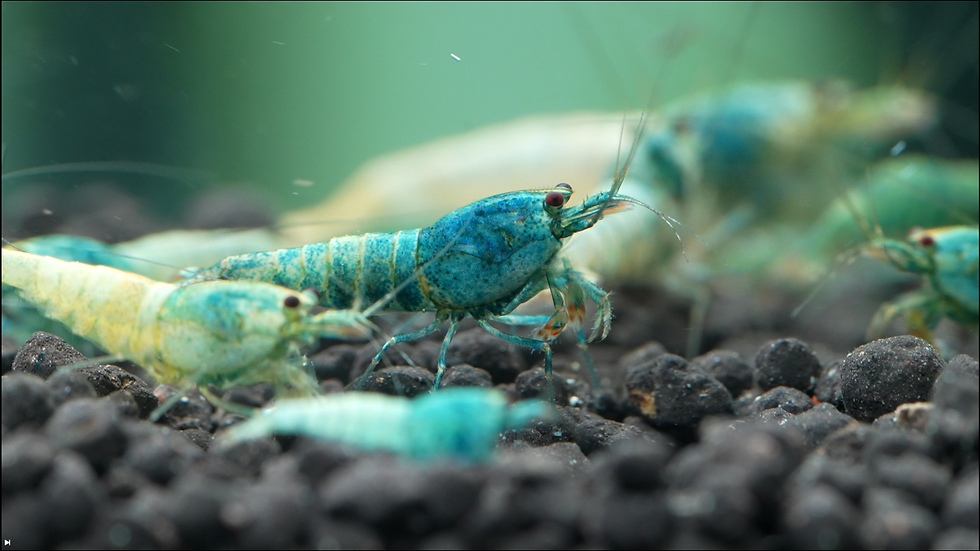Thumbnail: x10 Blue Bolt Shrimp mix grades