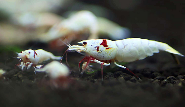 pure-red-line-caridina2.png
