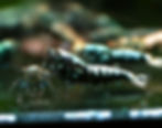 Thumbnail: Galaxy Fishbone Shrimp displaying strong coloration and unique spot pattern