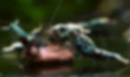 Thumbnail: Caridina Galaxy Fishbone shrimp displaying strong pattern and deep coloration