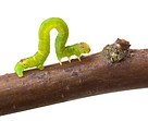 inchworm.jpg