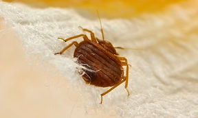 Bed Bug Control Doncaster