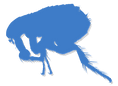 Flea Silhouette