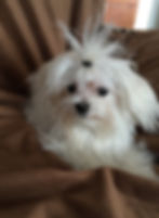 DEBORAH'S YORKIES MALTESE DADS