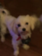 DEBORAH'S YORKIES MALTESE MOM