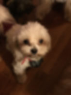 DEBORAH'S YORKIES MALTESE DADS