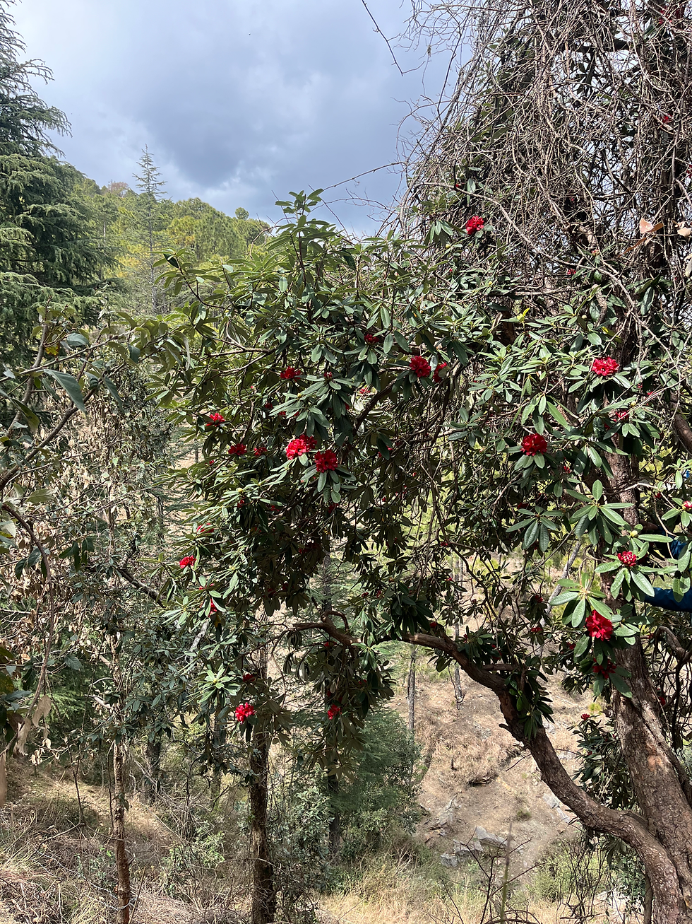 Eye-level view of a peaceful orchard trail lined with fruit trees