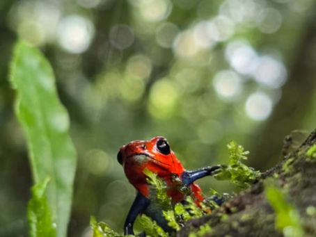 Red-and-blue poison dart frog perched on a mossy log in a lush rainforest, with blurred green bokeh background.