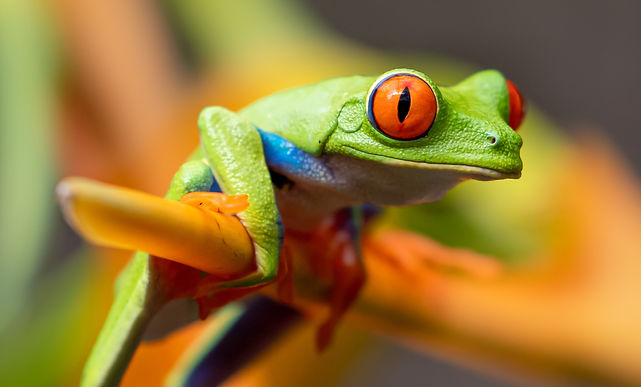 Bright red-eyed tree frog perched on a yellow stem in vivid detail.