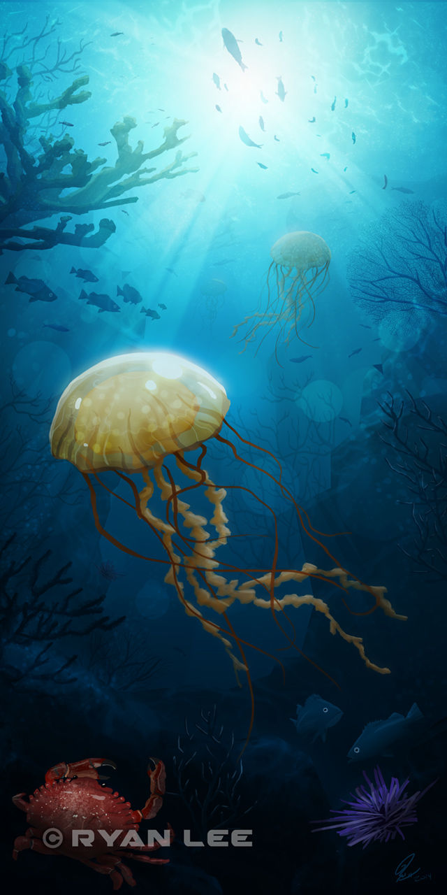 Jellyfish