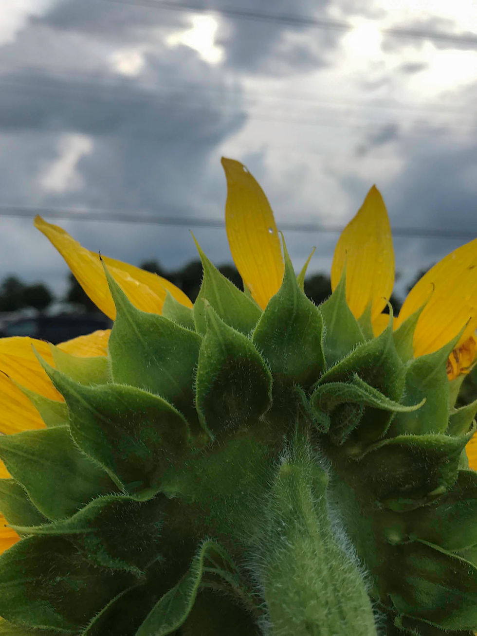 straley_g_Summer Work Landscape 3