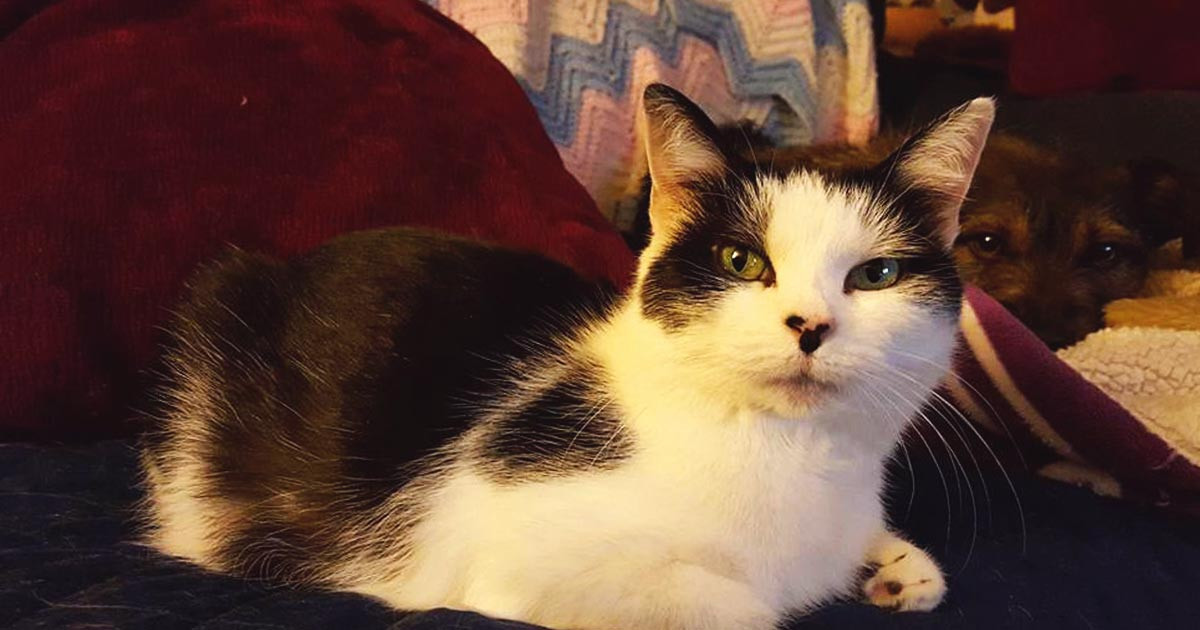 Pet Sitting Daisy's Loving Paws