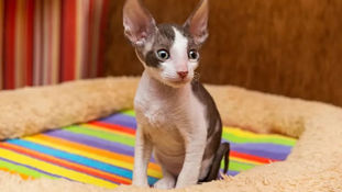 Gatos exóticos que impressionam pela aparência única