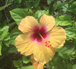 Beautiful yellow Hisbiscus