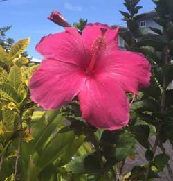 Beautiful Hibiscus flowers