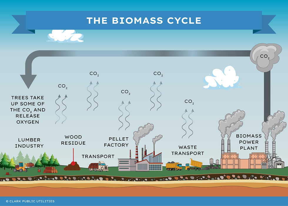 biomass cycle