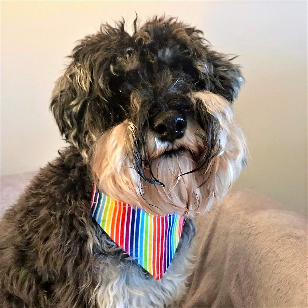 Dog Bandana Pride Rainbow Stripes by Woof Stuff Dublin Ireland