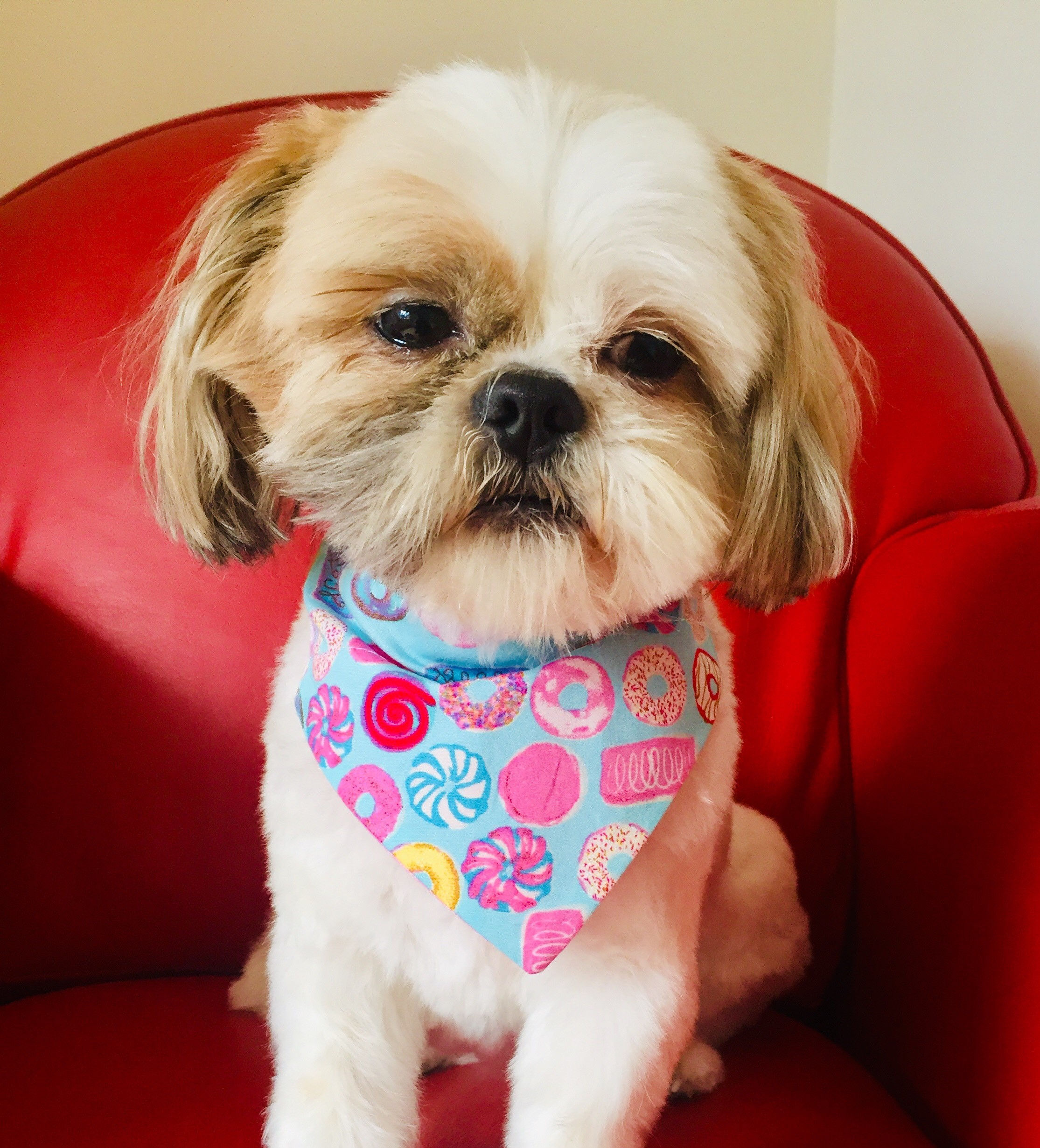 Dog Bandana Doughnut by Woof Stuff