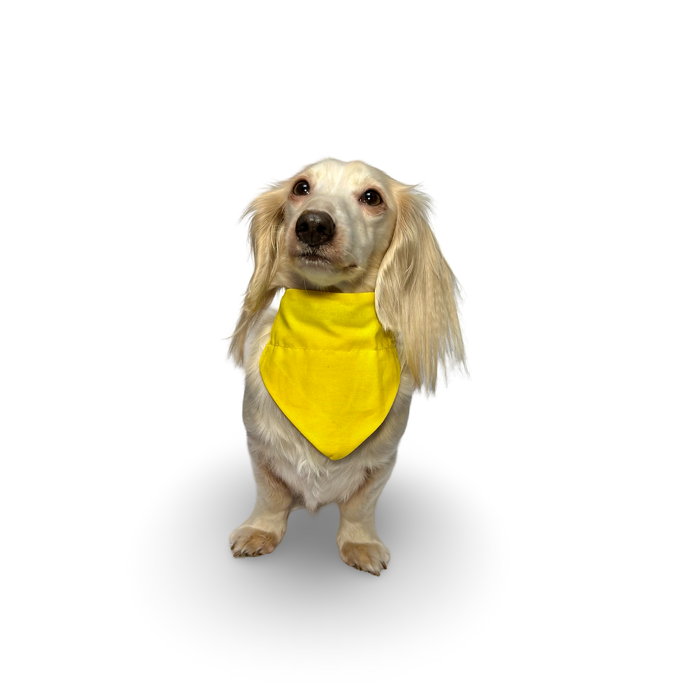 Dog Bandana Sherbet Lemons by Woof Stuff Irela