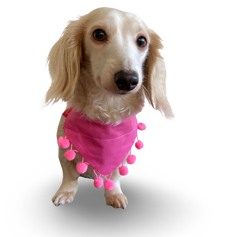 Dog Bandana Hot Pink Pom Pom by Woof Stuff Dublin Ireland