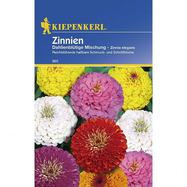 георгин цветочная смесь