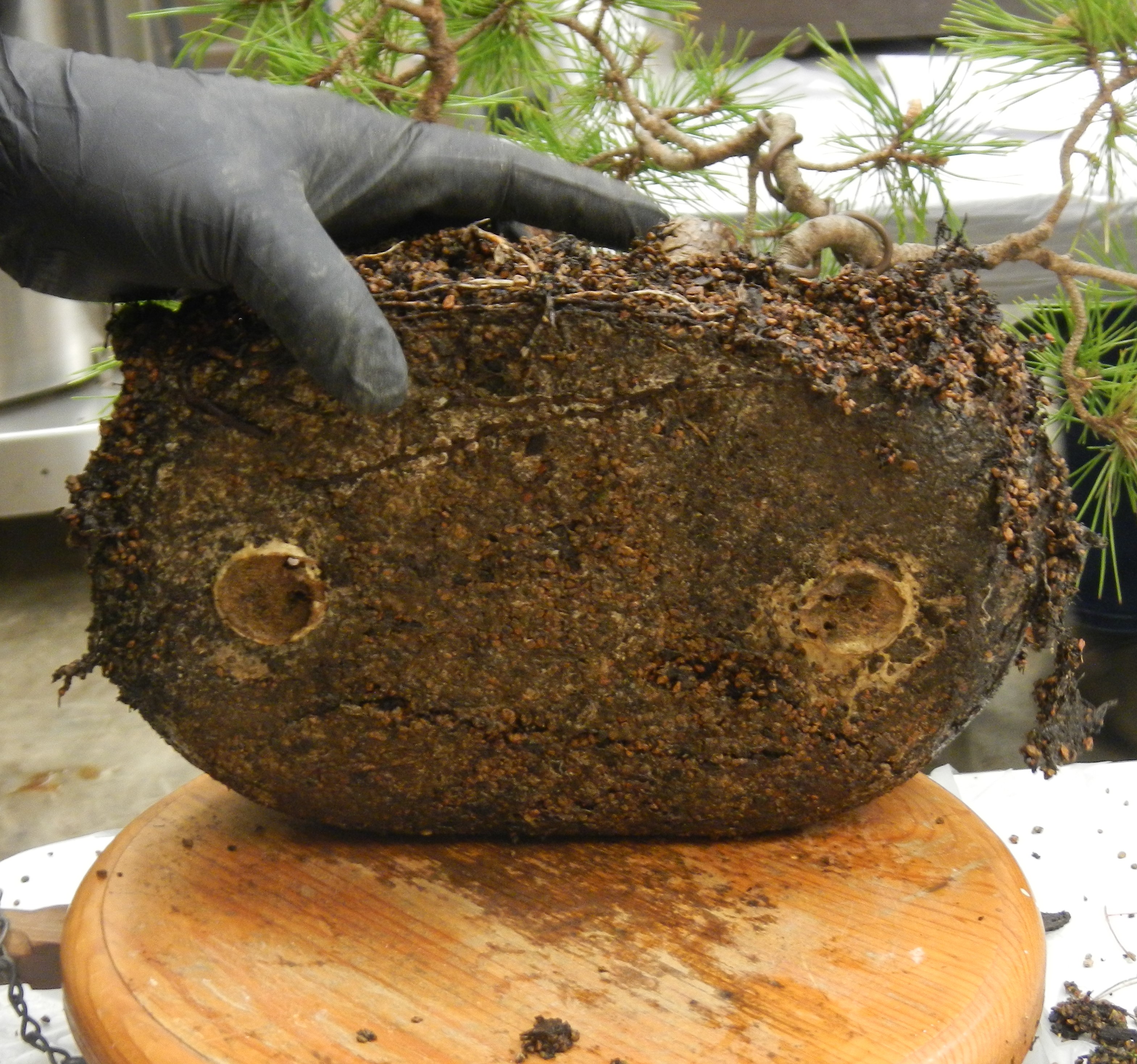 Bottom of root mass from old pot
