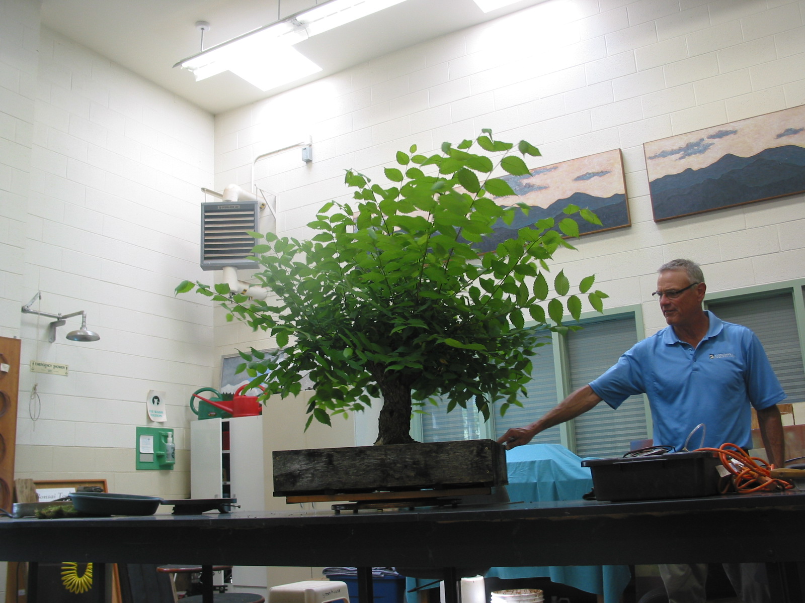 Arthur with American Elm