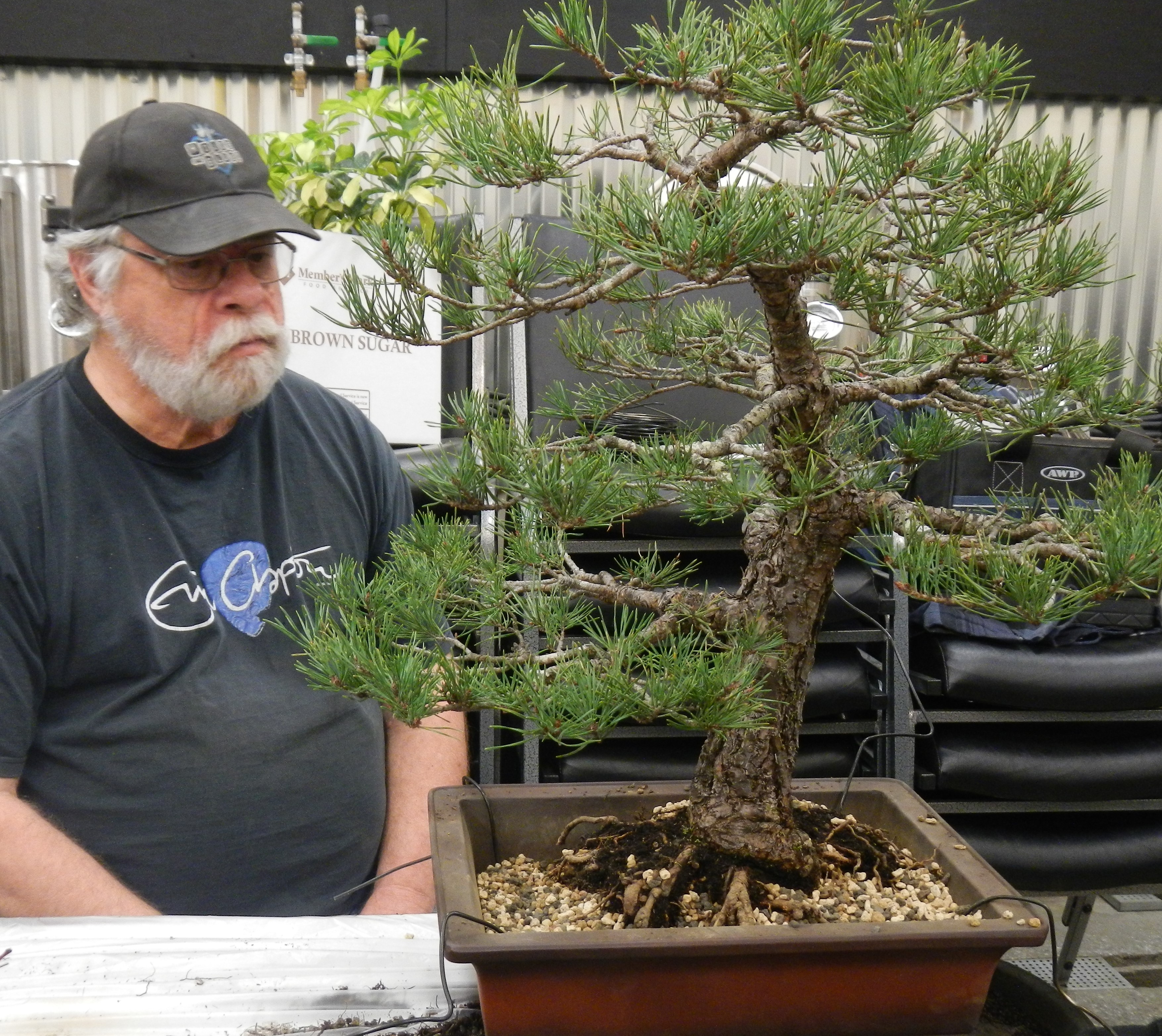 John's pine