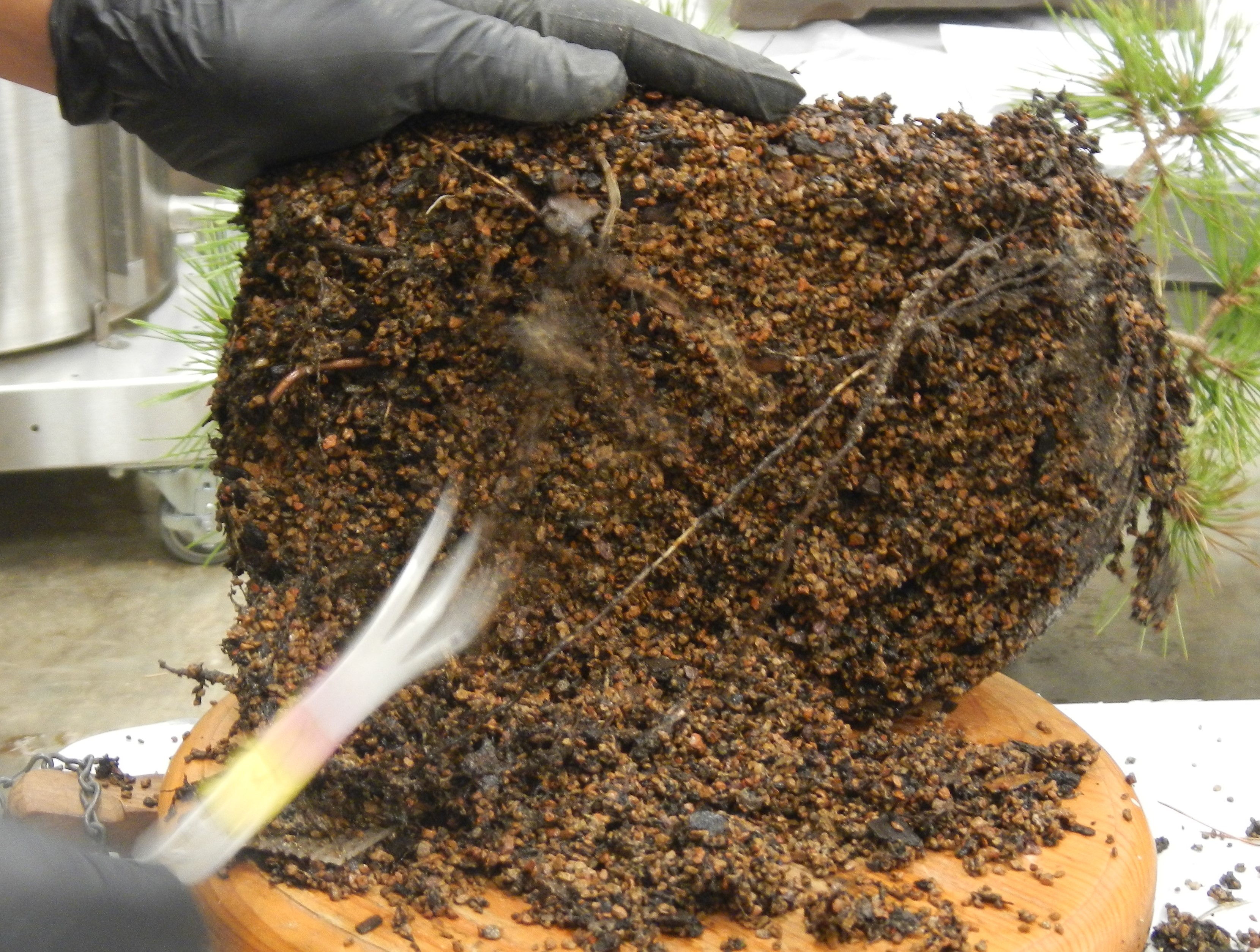 Gently rake base
