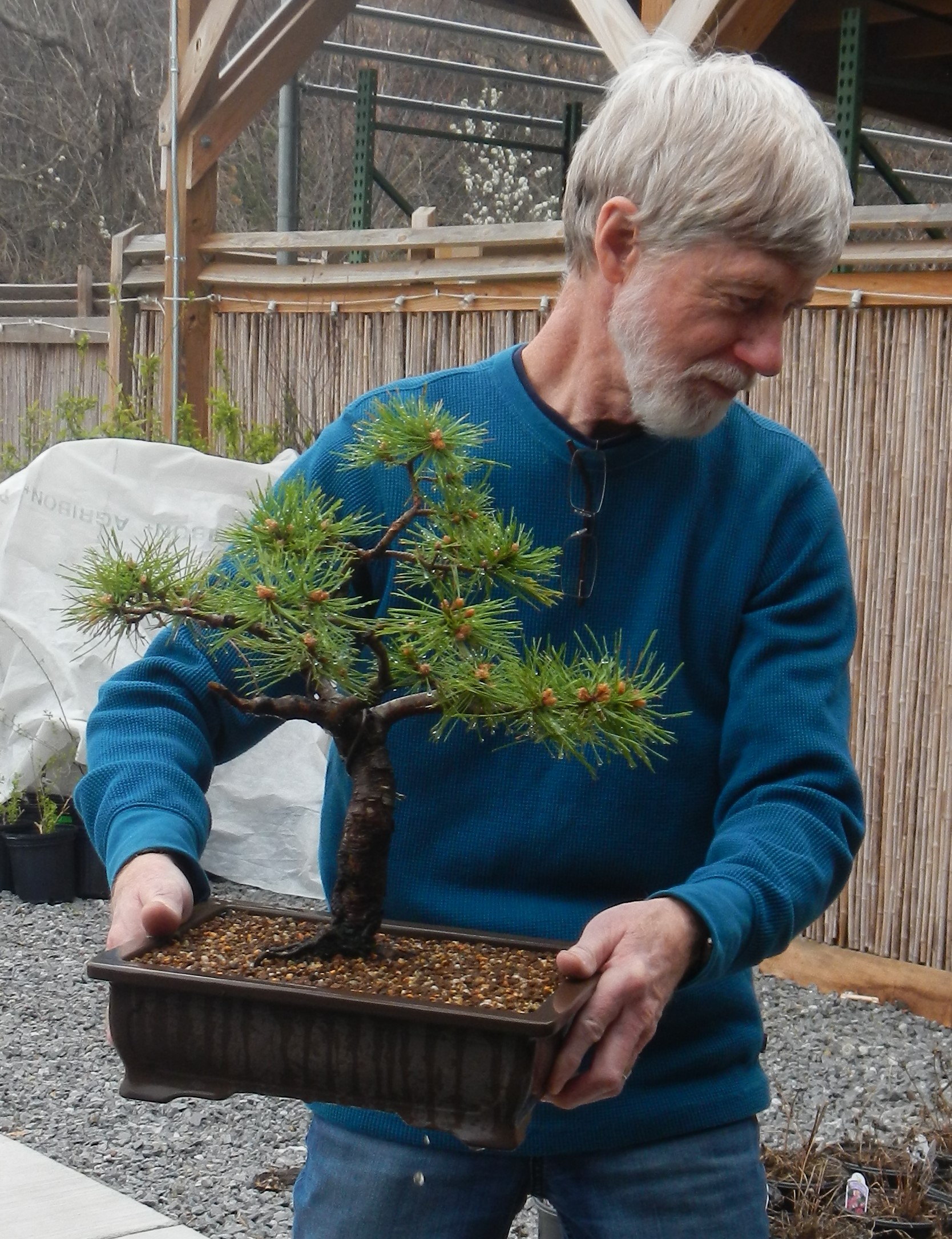 Taking finished tree to water
