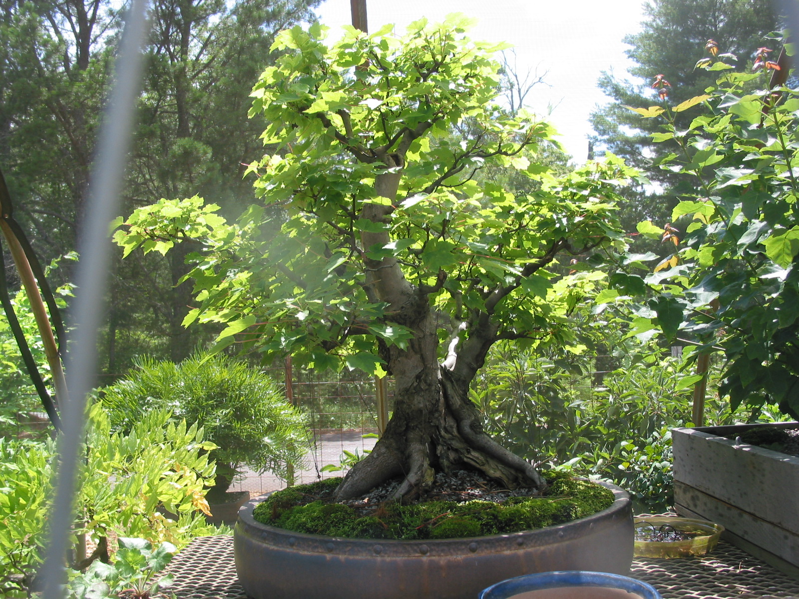 Very big red maple