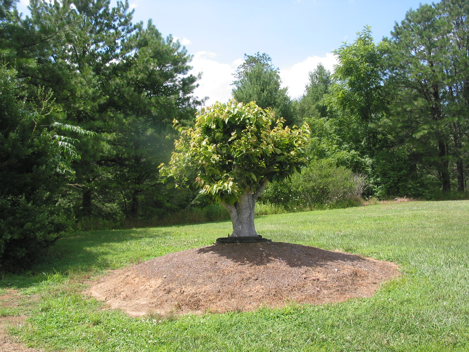 Beech from fountain. Will be bonsai